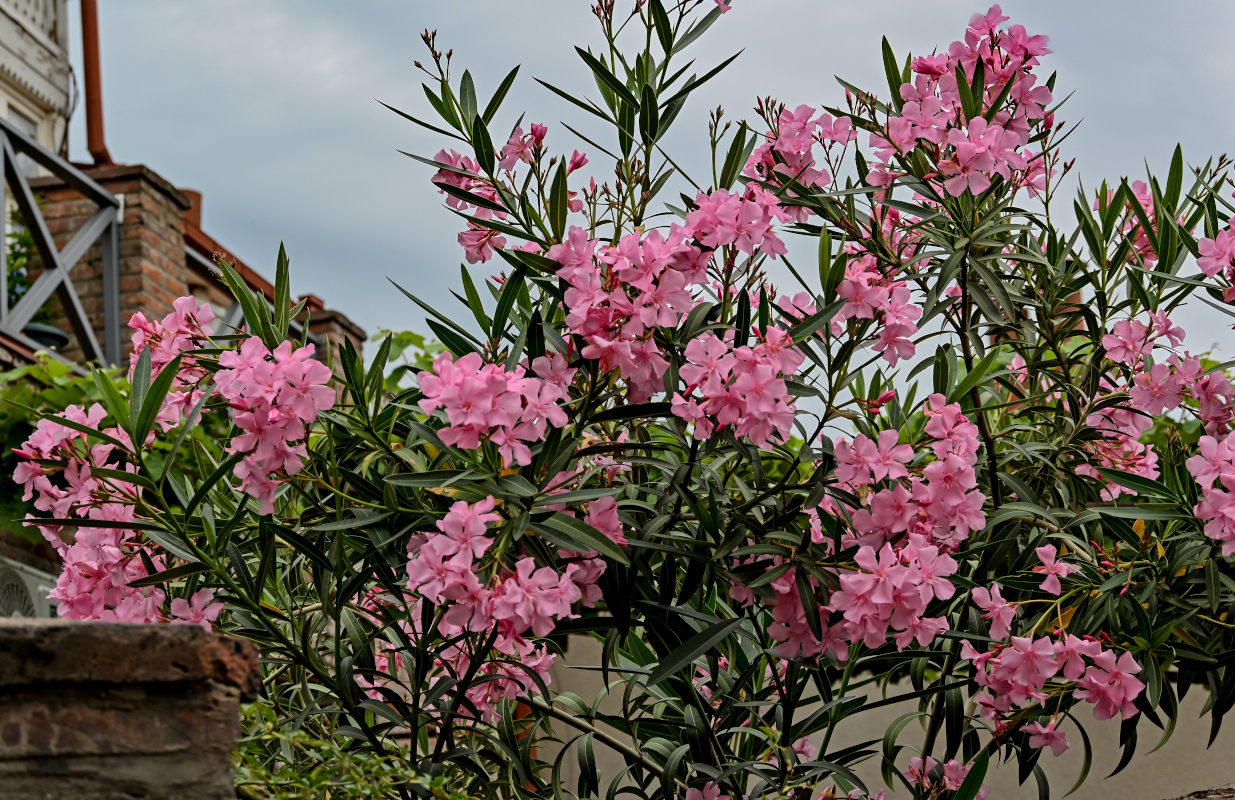 Изображение особи Nerium oleander.