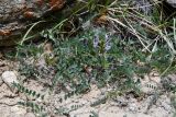 Astragalus tibetanus