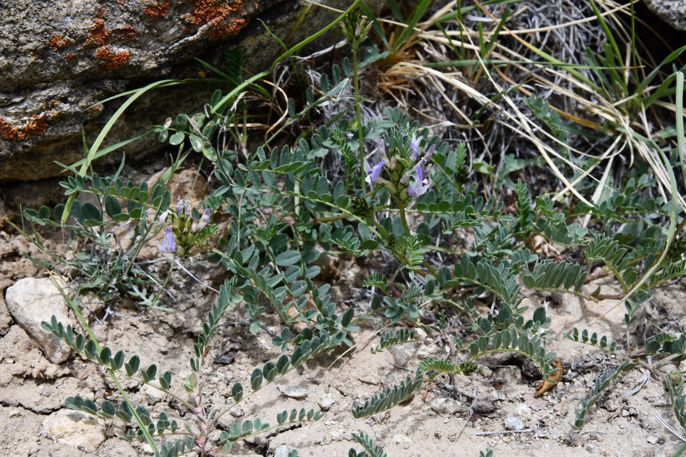 Изображение особи Astragalus tibetanus.