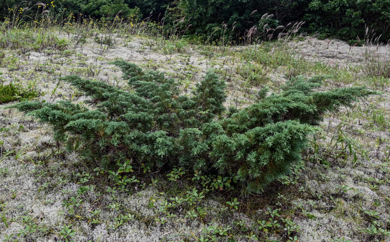 Изображение особи Juniperus sargentii.