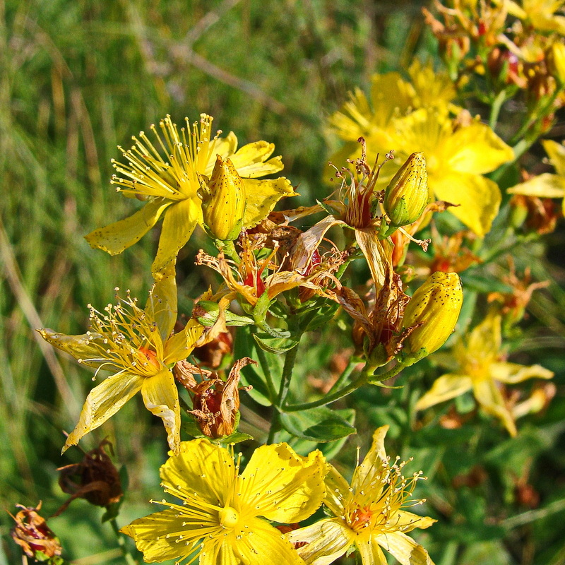 Изображение особи Hypericum attenuatum.