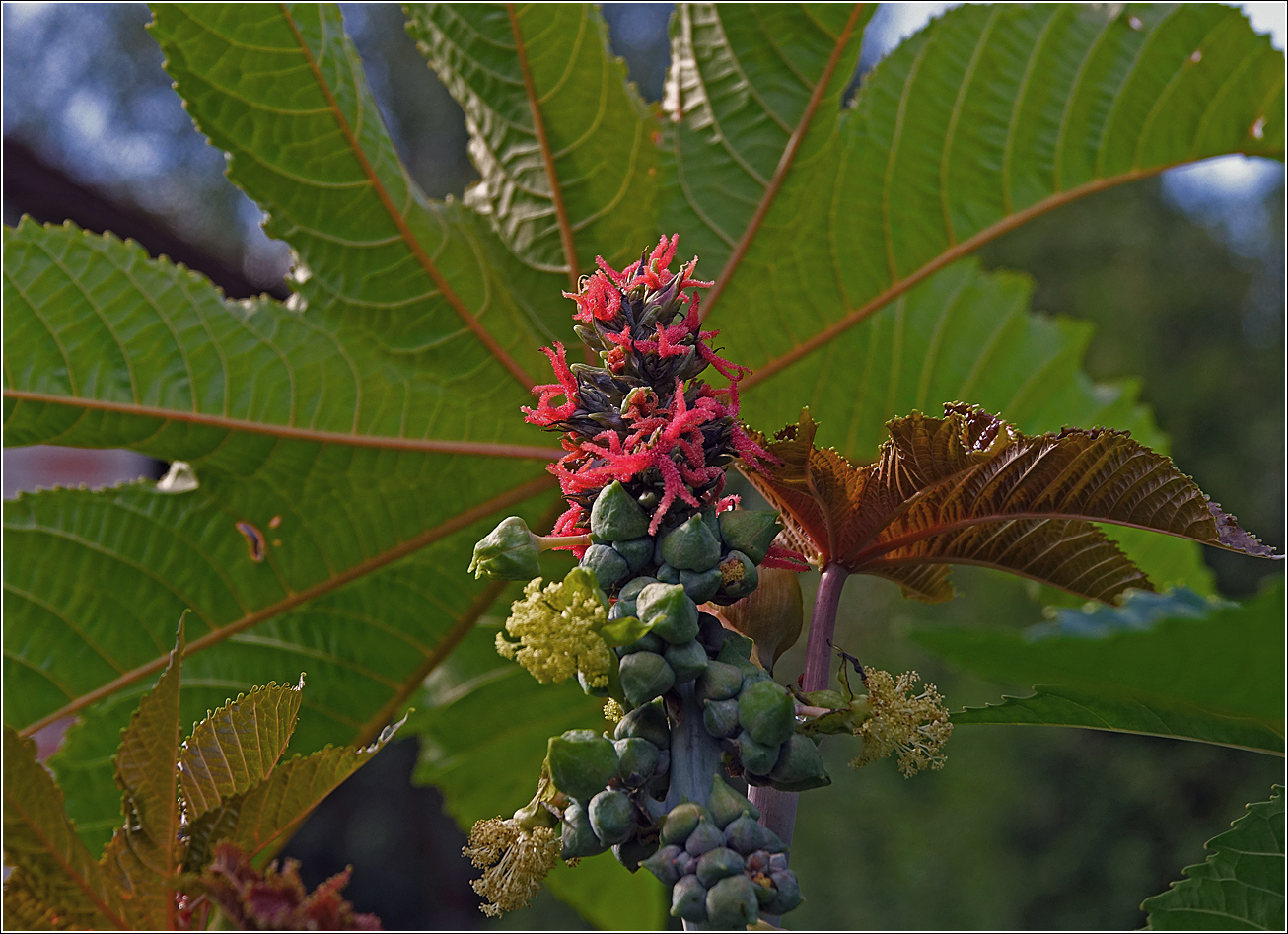 Изображение особи Ricinus communis.