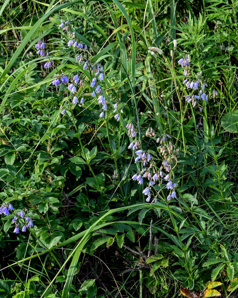 Изображение особи Adenophora triphylla.