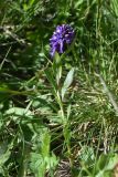 Polygala alpicola. Цветущее растение. Чечня, Шаройский р-н, окр. пер. Цумандинский, южный борт перевала, выс. ок. 2380 м н.у.м., луг. 24 июня 2024 г.