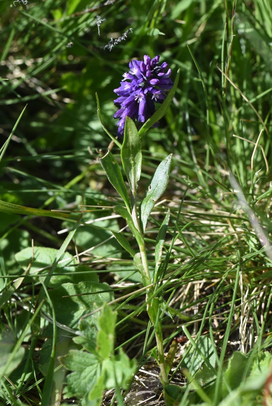 Изображение особи род Polygala.