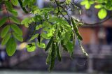 Robinia pseudoacacia