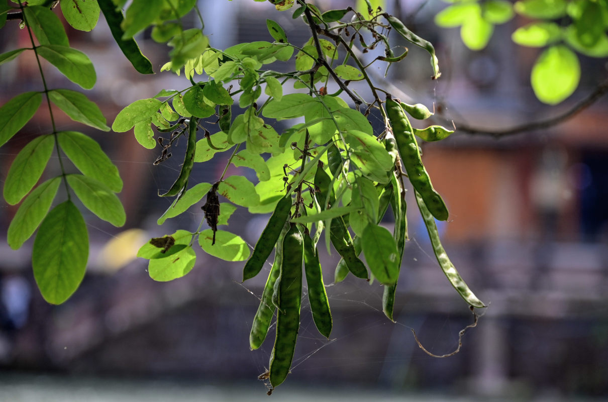 Image of Robinia pseudoacacia specimen.