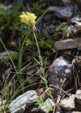 Linaria supina. Верхушка побега с соцветием. Испания, автономное сообщество Каталония, провинция Жирона, комарка Рипольес, муниципалитет Сеткасес, окр. курорта \"Вальтер 2000\", ≈1900 м н.у.м., крутой склон юго-западной экспозиции, прогалина в сосновом (Pinus uncinata) лесу. 07.07.2024.