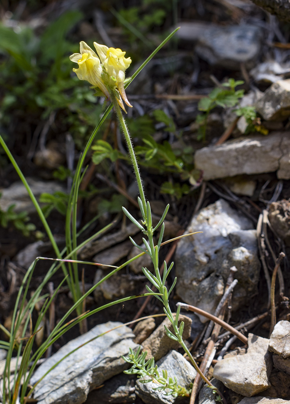 Image of Linaria supina specimen.