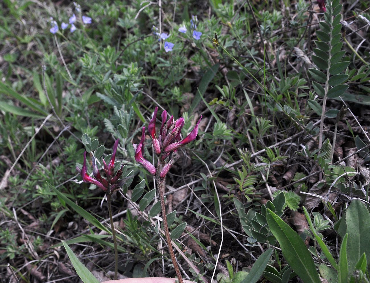 Изображение особи семейство Fabaceae.