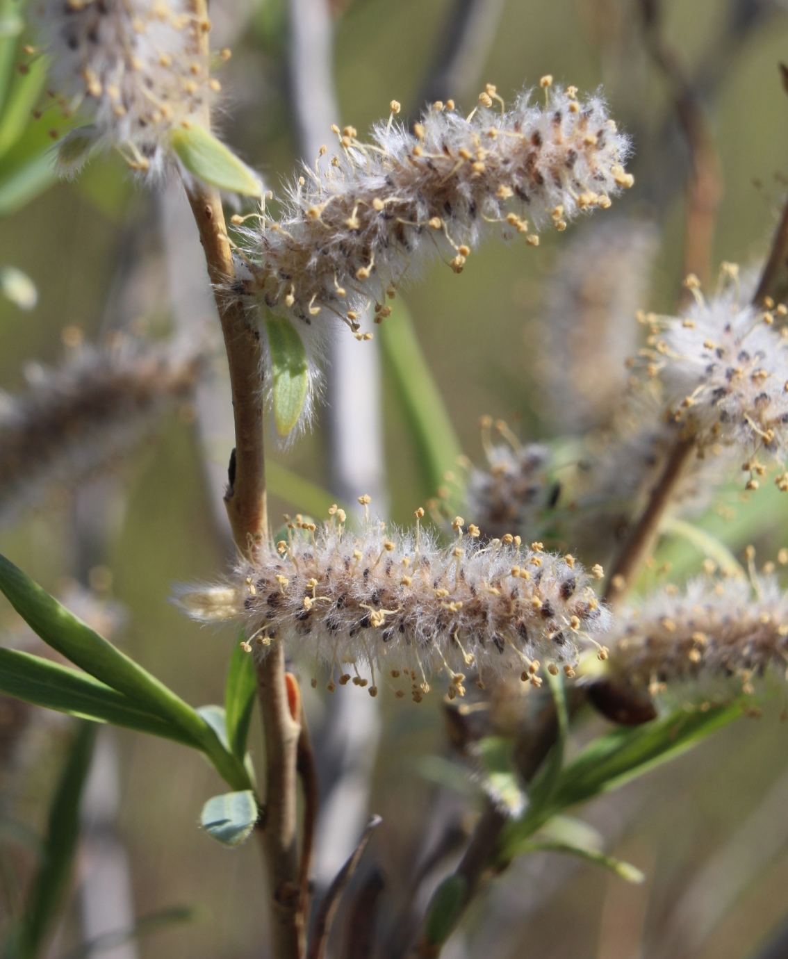 Image of Salix vinogradovii specimen.