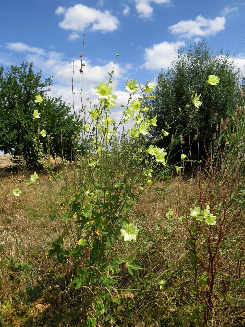 Image of Alcea rugosa specimen.