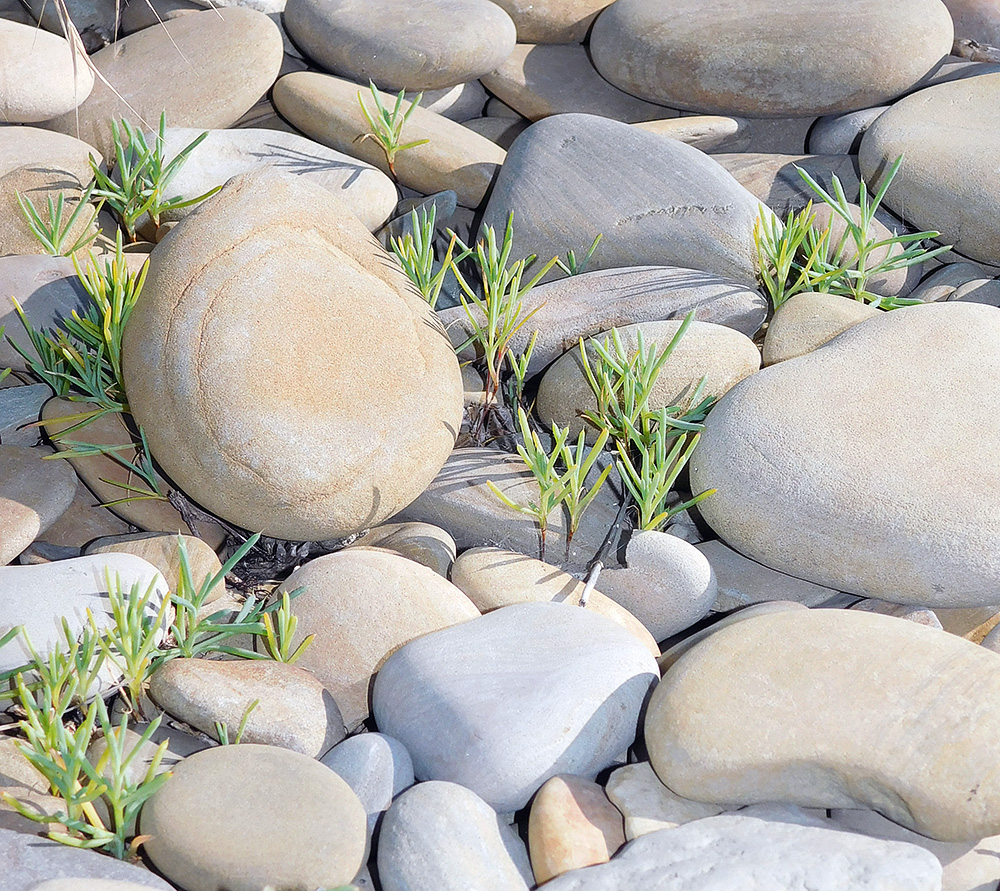 Image of Salsola pontica specimen.