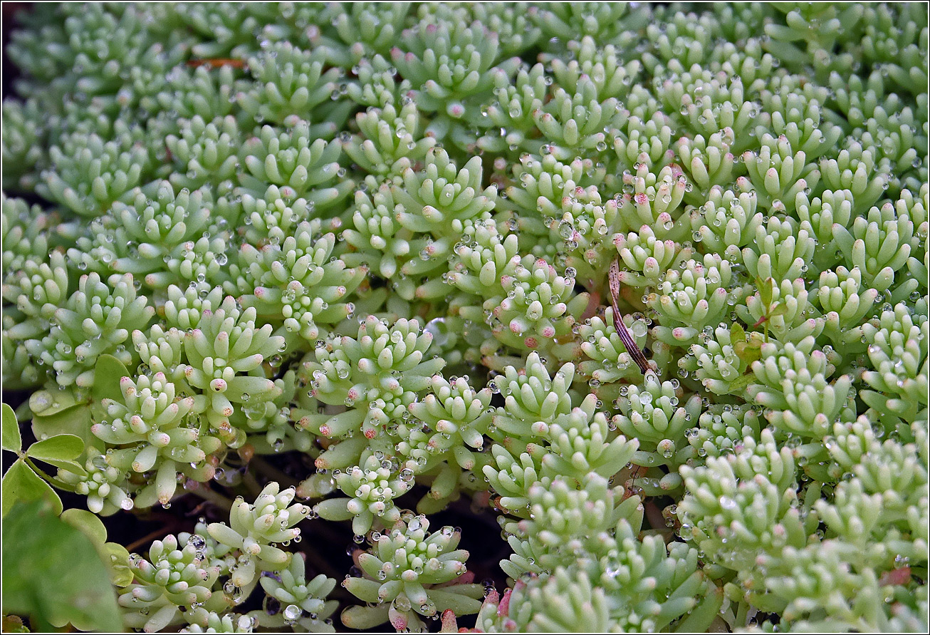 Image of genus Sedum specimen.