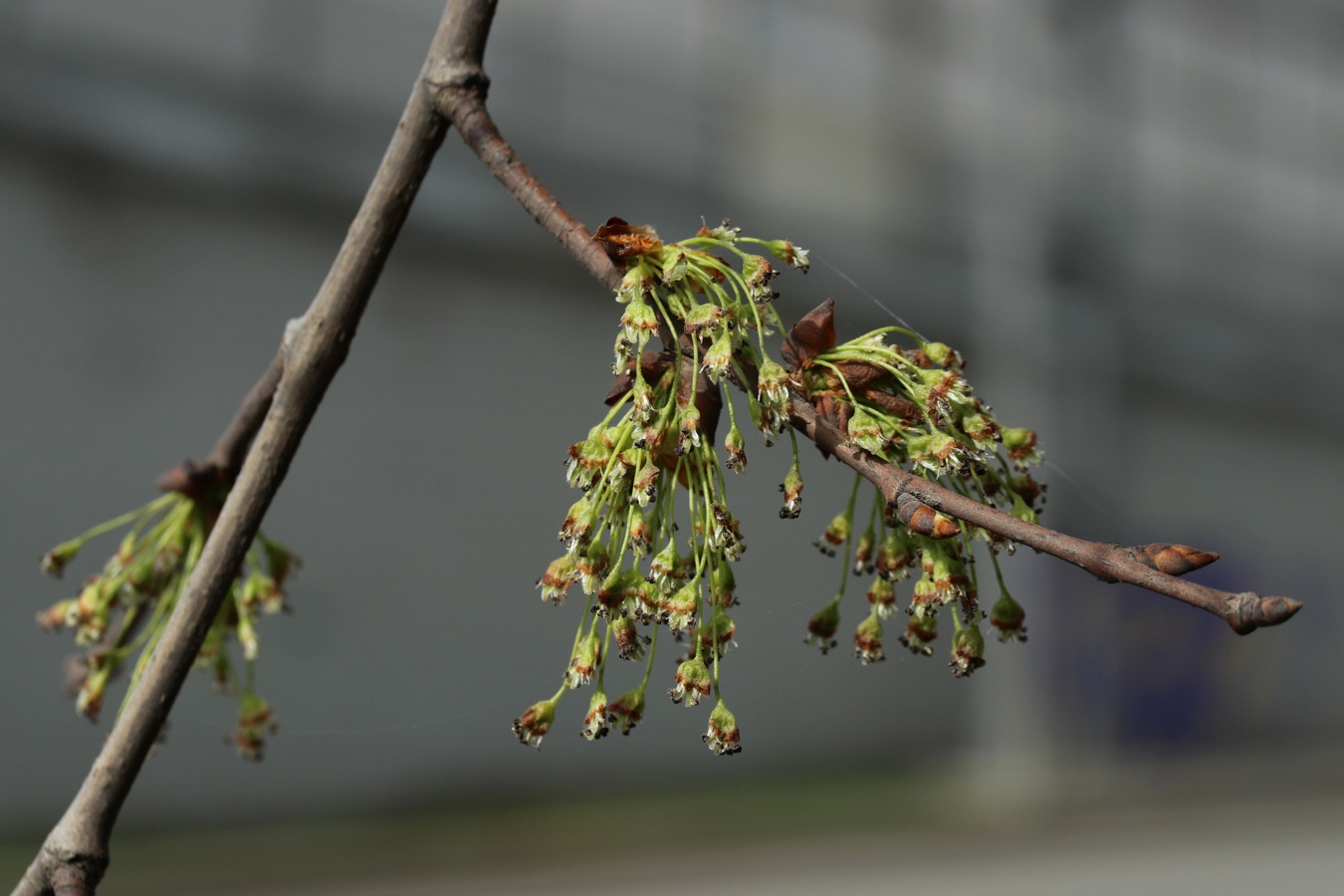 Image of Ulmus laevis specimen.