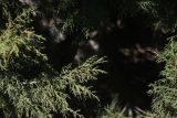 View full-size image Juniperus polycarpos