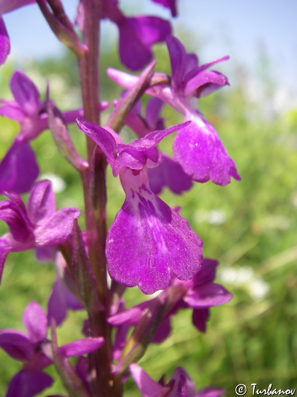 Image of Anacamptis laxiflora ssp. elegans specimen.