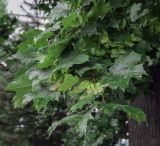 Смотреть изображение Acer platanoides