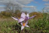 View full-size image Crocus pallasii