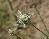 View full-size image Echinops spinosissimus subspecies bithynicus