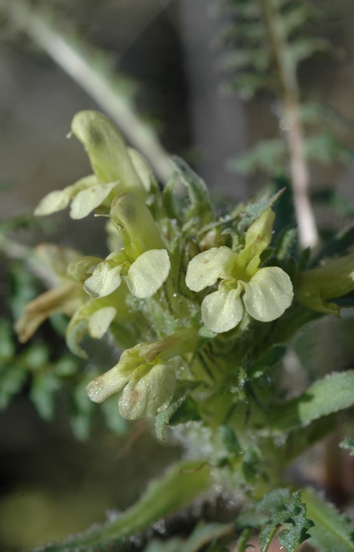 Изображение особи Pedicularis czuiliensis.