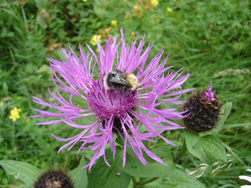 Image of Centaurea carpatica specimen.