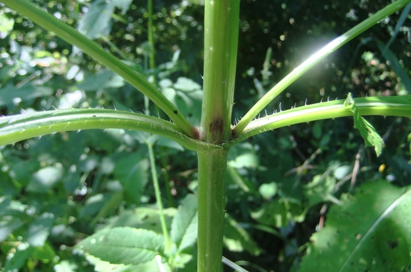 Image of Dipsacus pilosus specimen.