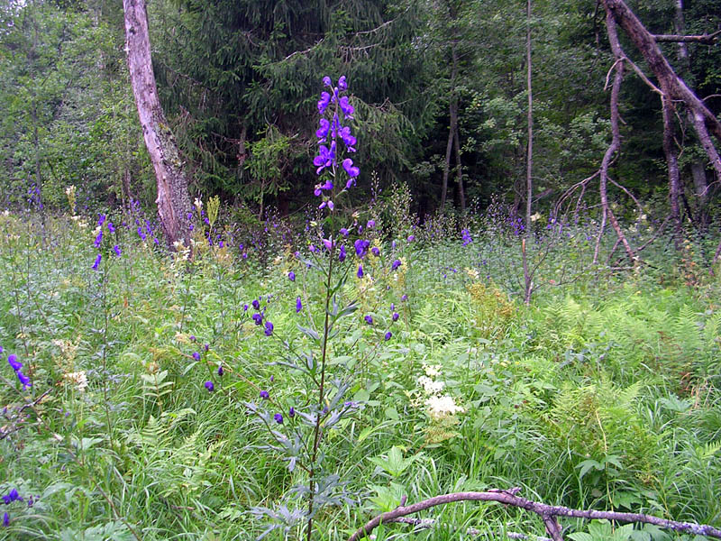 Image of Aconitum flerovii specimen.