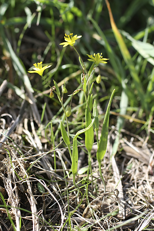 Image of Gagea stipitata specimen.