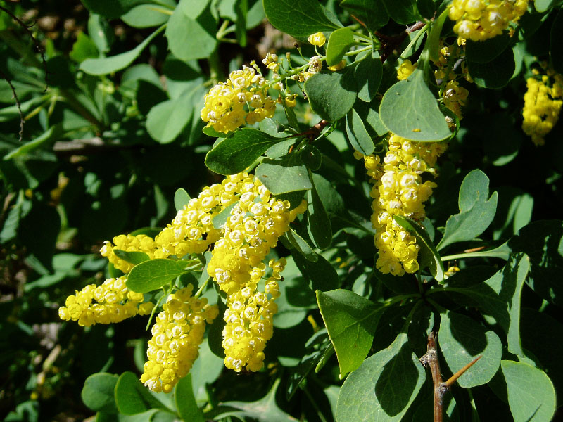 Image of Berberis integerrima specimen.