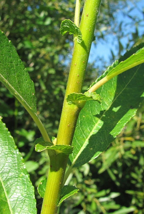 Image of Salix &times; tetrapla specimen.