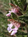 Teucrium chamaedrys