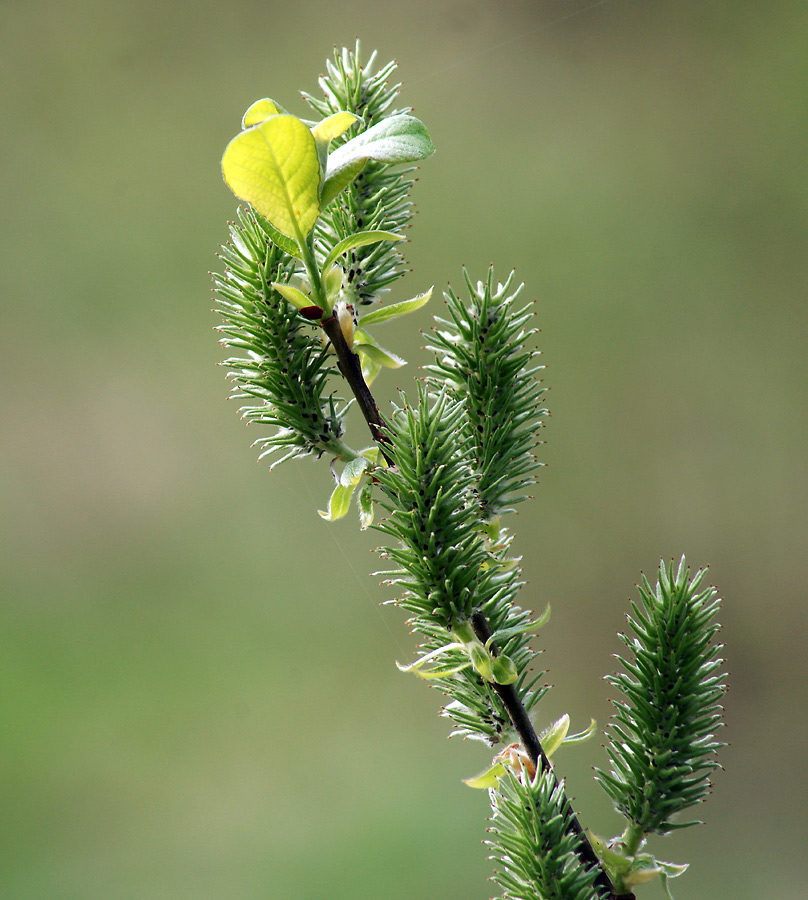 Image of Salix myrsinifolia specimen.