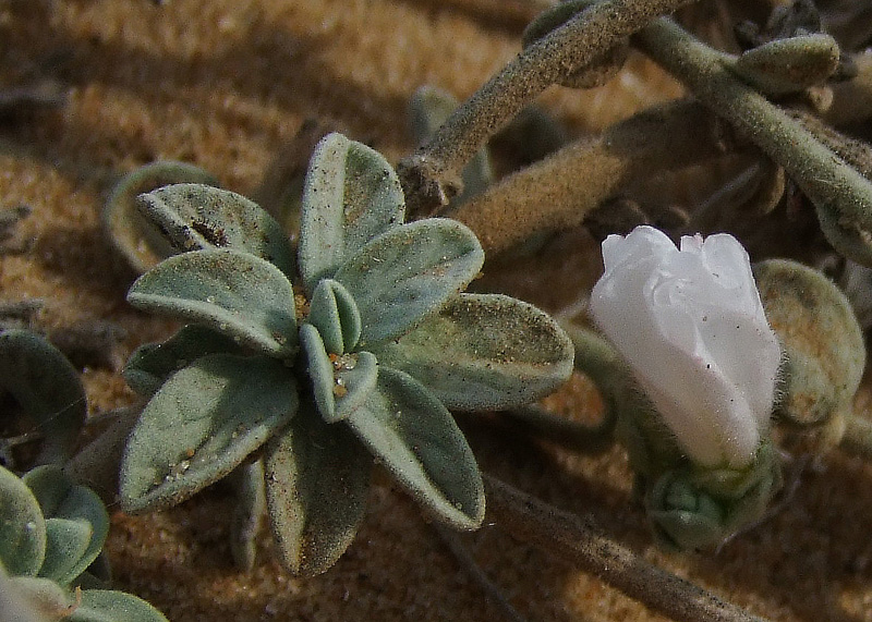 Image of Convolvulus secundus specimen.