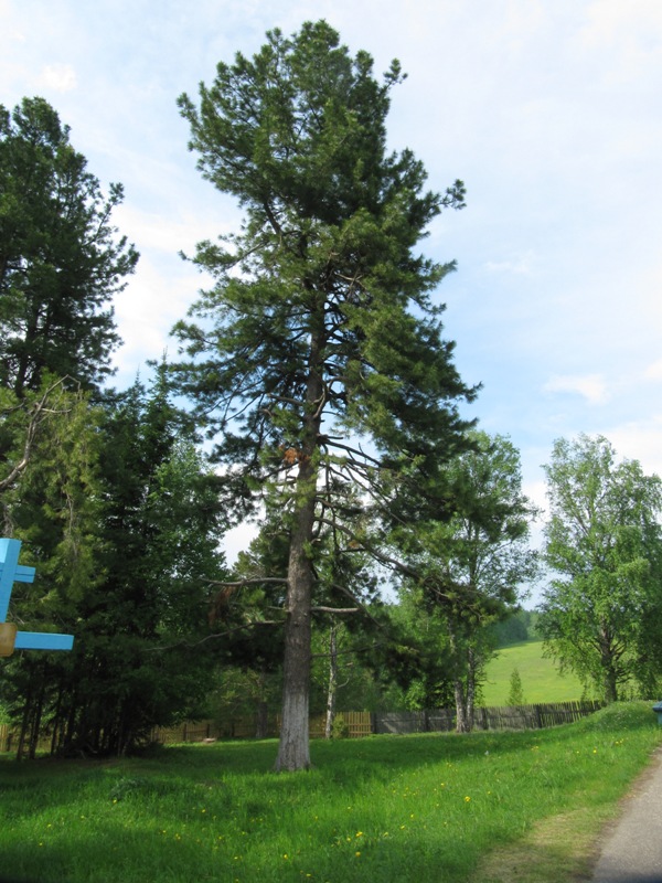 Image of Pinus sibirica specimen.