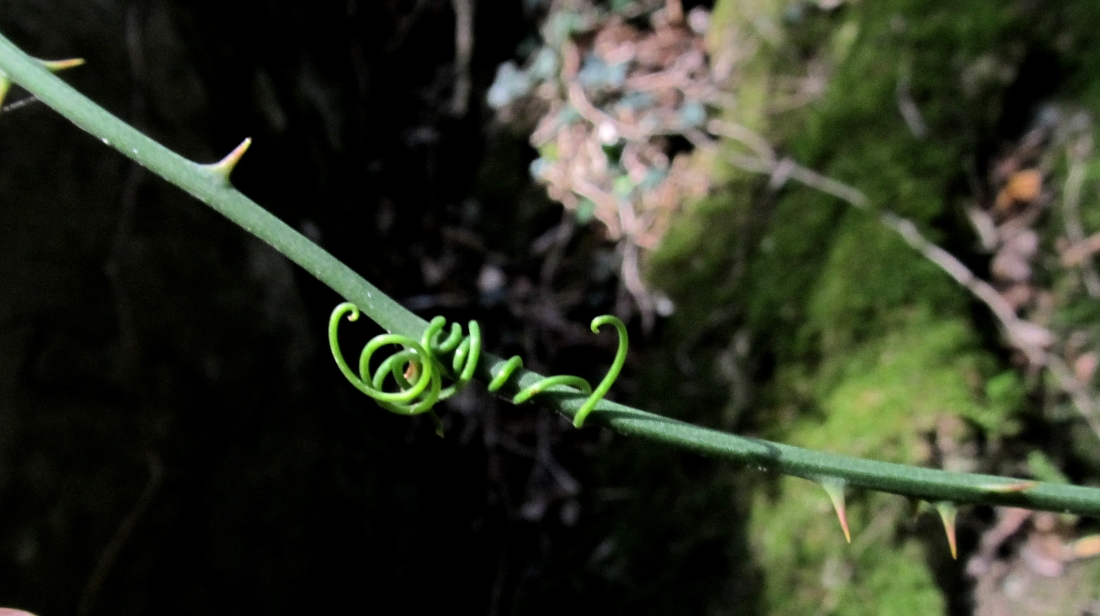 Image of Smilax aspera specimen.