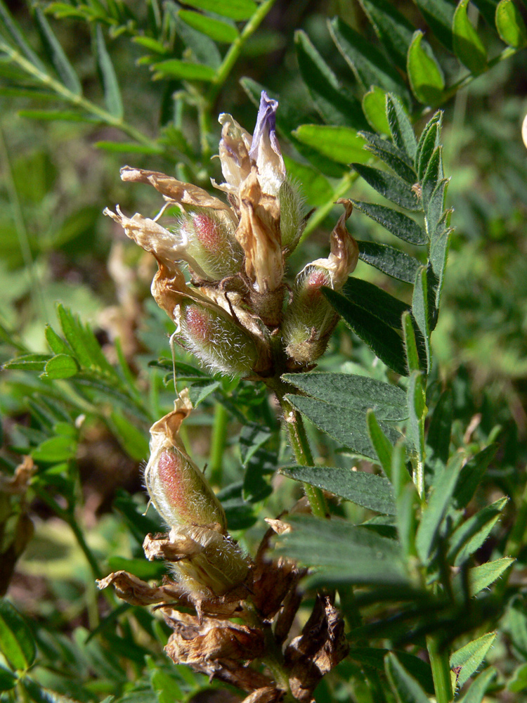 Image of Astragalus danicus specimen.