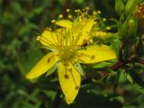 Hypericum tetrapterum. Цветок. Нидерланды, провинция Drenthe, национальный парк Drentsche Aa, заказник Eexterveld, влажный луг. 3 августа 2008 г.