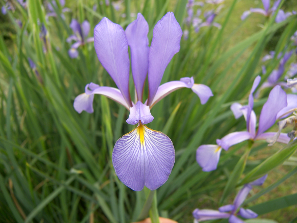 Изображение особи Iris musulmanica.