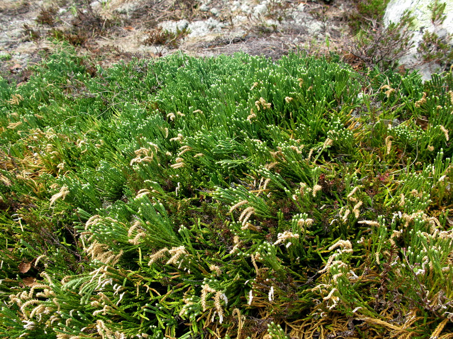 Image of Diphasiastrum alpinum specimen.