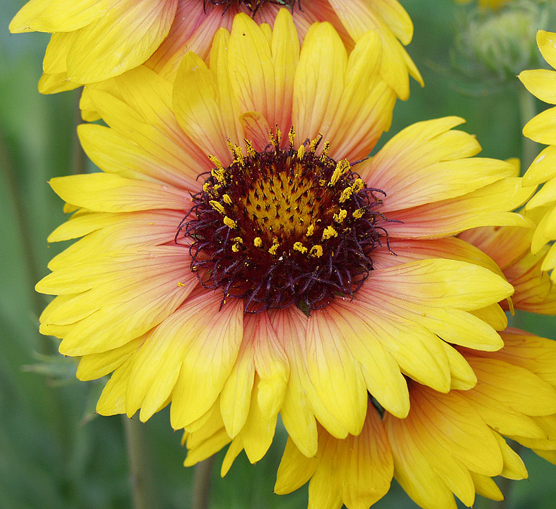 Изображение особи Gaillardia &times; grandiflora.