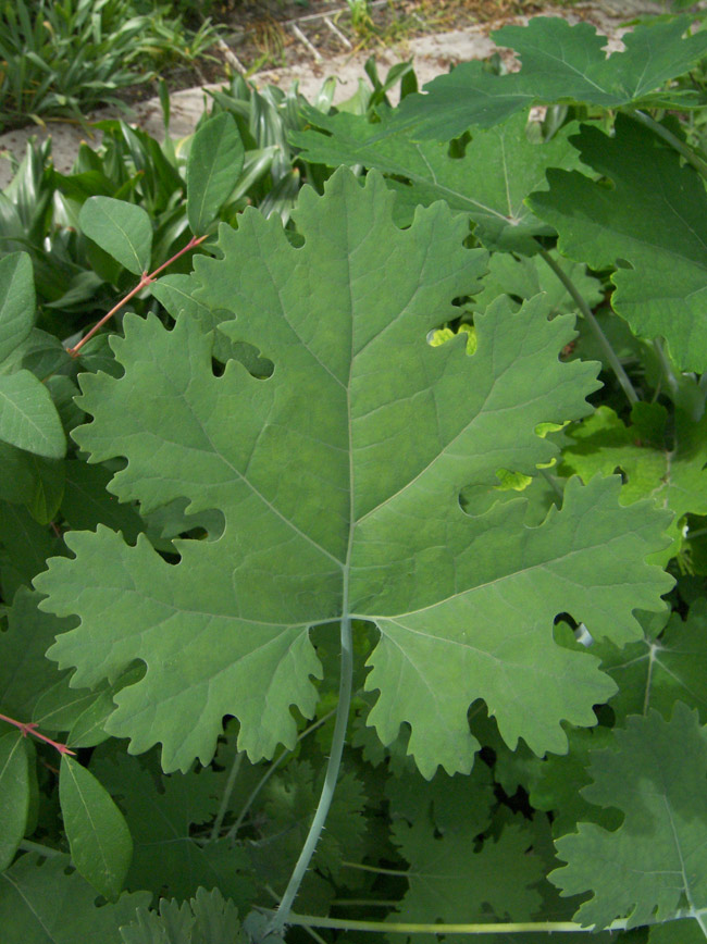 Image of Macleaya microcarpa specimen.