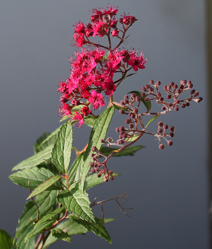 Image of Spiraea japonica specimen.