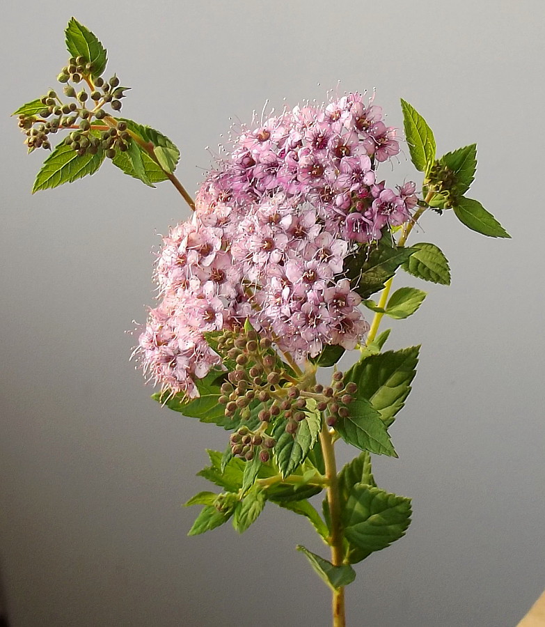 Image of Spiraea japonica specimen.