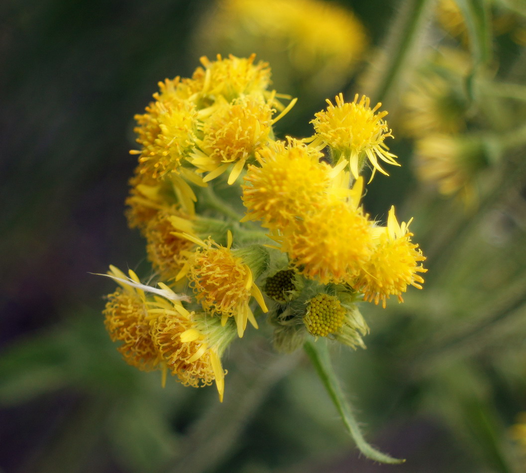 Изображение особи Tephroseris palustris.