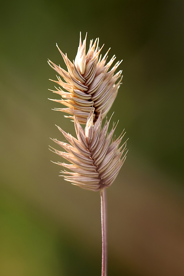 Изображение особи Eremopyrum triticeum.