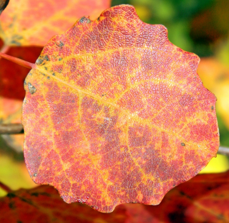 Изображение особи Populus tremula.