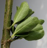 Euonymus fortunei. Боковые побеги на многолетней ветви (видна обратная сторона листьев). Германия, г. Кемпен, в культуре. 10.10.2012.