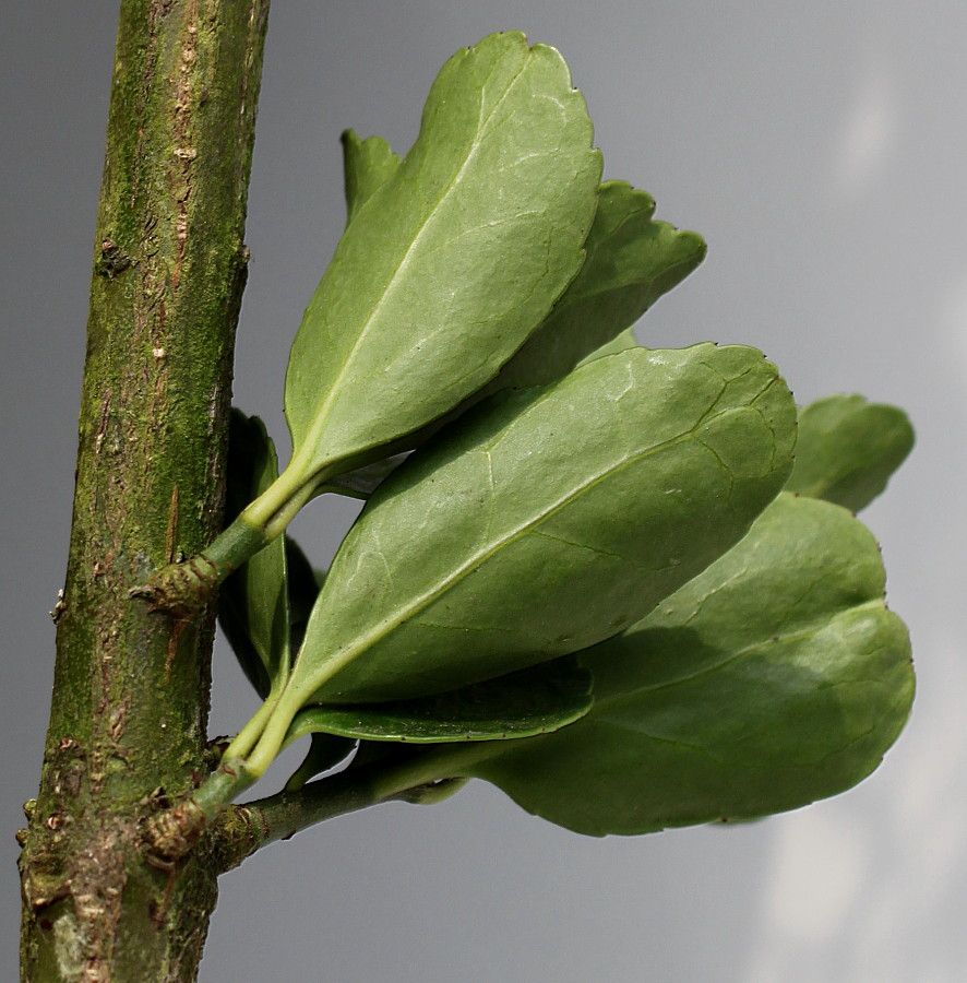 Image of Euonymus fortunei specimen.