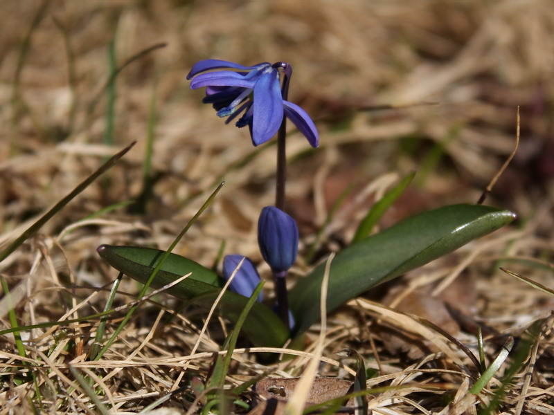 Image of Scilla siberica specimen.